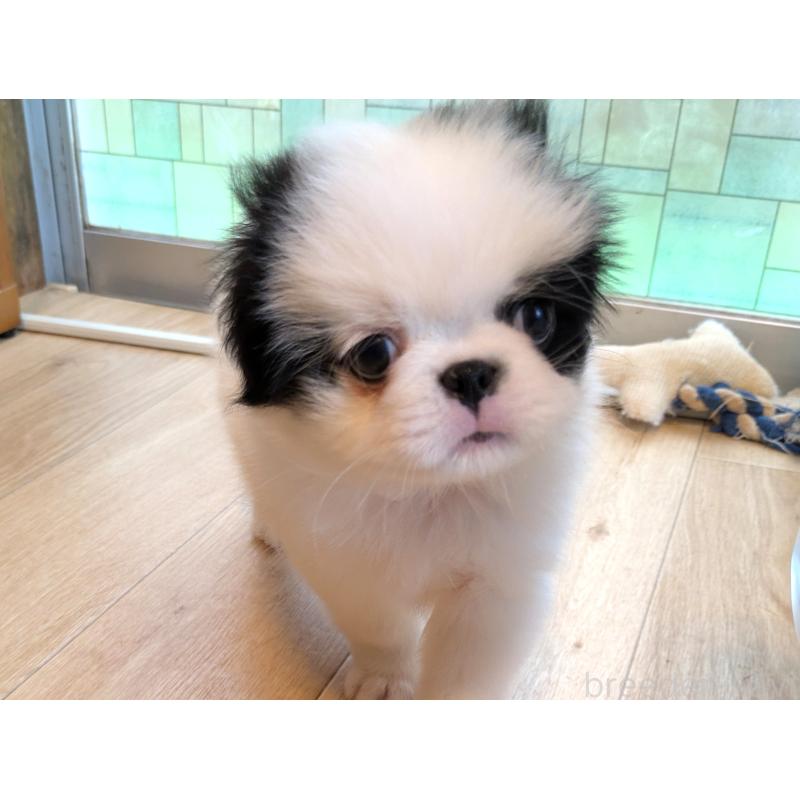 成約済の茨城県の狆 (チン)-415345の5枚目