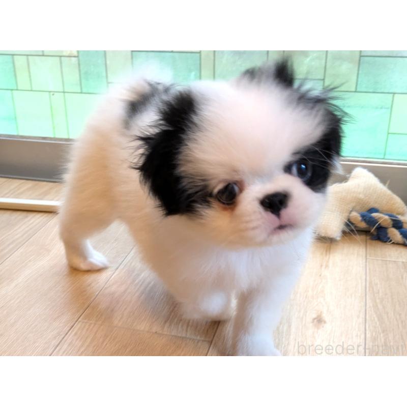 成約済の茨城県の狆 (チン)-415345の4枚目