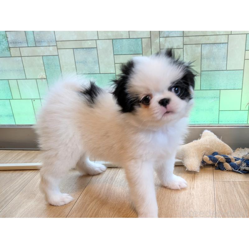 成約済の茨城県の狆 (チン)-415345の3枚目