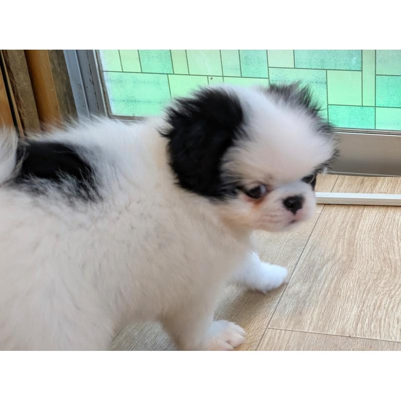 成約済の茨城県の狆 (チン)-415345の2枚目