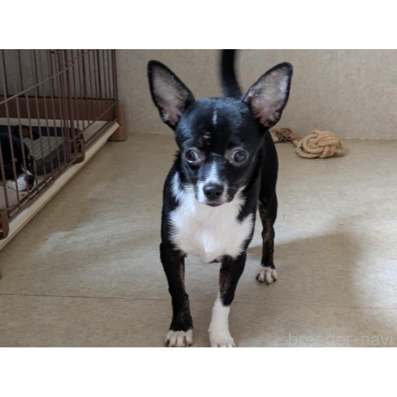 成約済の茨城県のチワワ(スムースコート)-418871の2枚目