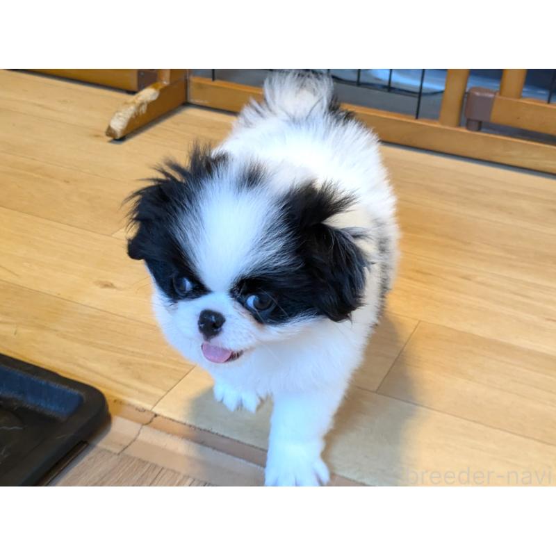 成約済の茨城県の狆 (チン)-415352の3枚目