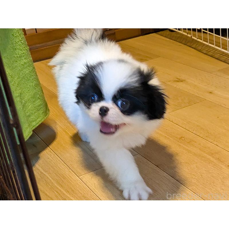 成約済の茨城県の狆 (チン)-415352の2枚目