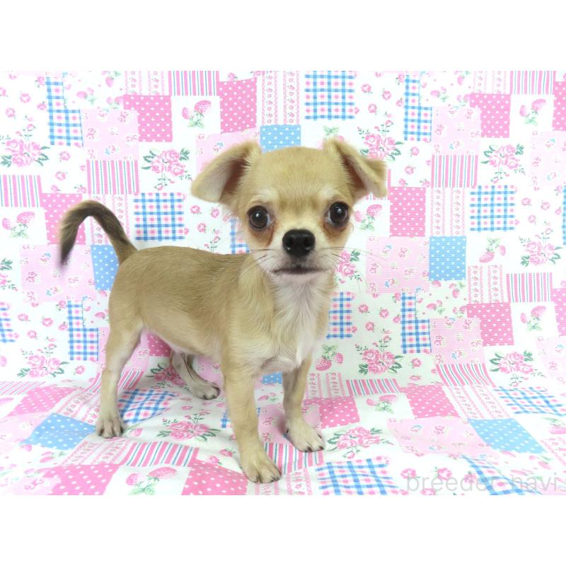 販売中の千葉県のチワワ(ロングコート)-397203の4枚目