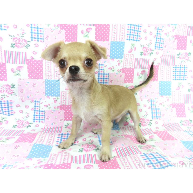 販売中の千葉県のチワワ(ロングコート)-397203の3枚目