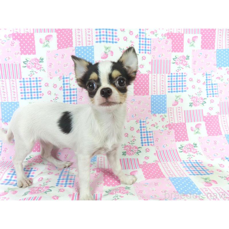 販売中の千葉県のチワワ(ロングコート)-397243の4枚目