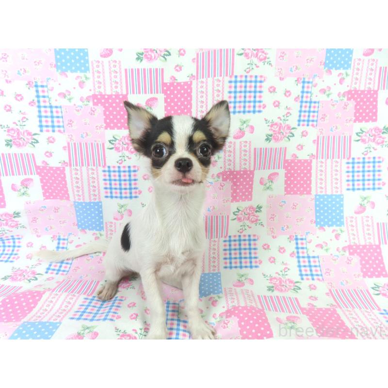 販売中の千葉県のチワワ(ロングコート)-397243の3枚目