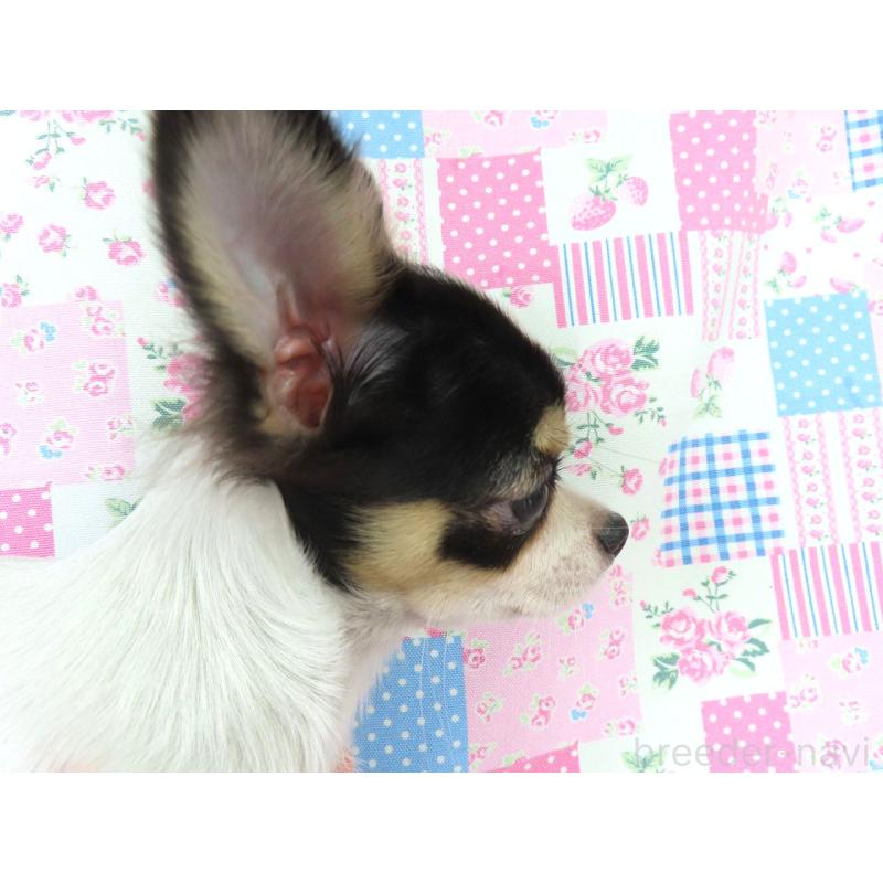 販売中の千葉県のチワワ(ロングコート)-397243の2枚目