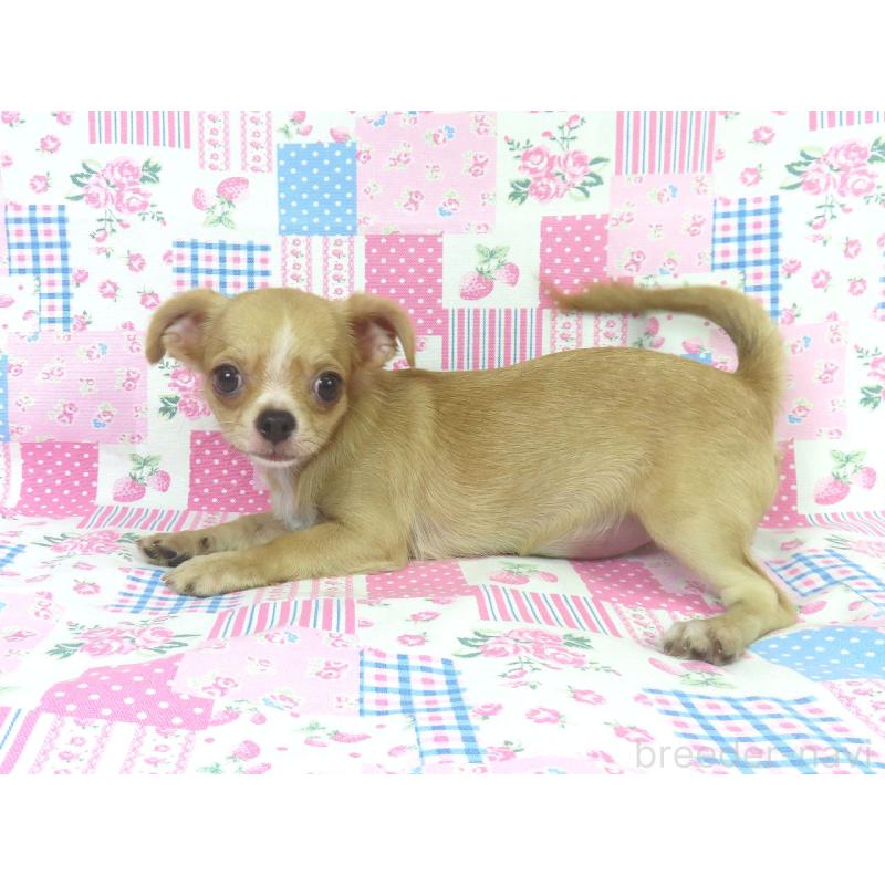 販売中の千葉県のチワワ(ロングコート)-404242の4枚目