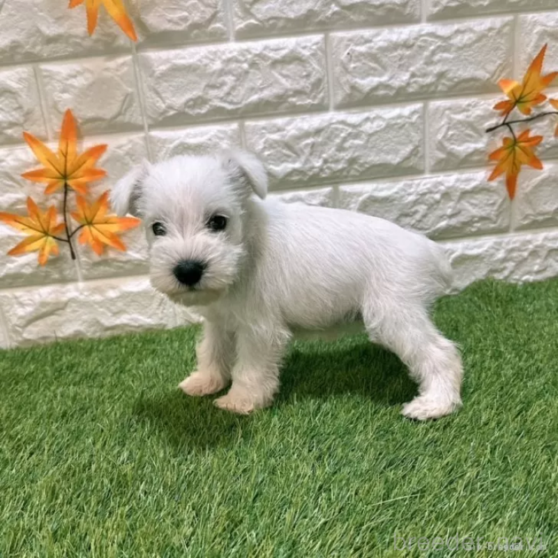 成約済の愛知県のミニチュアシュナウザー-419629の4枚目