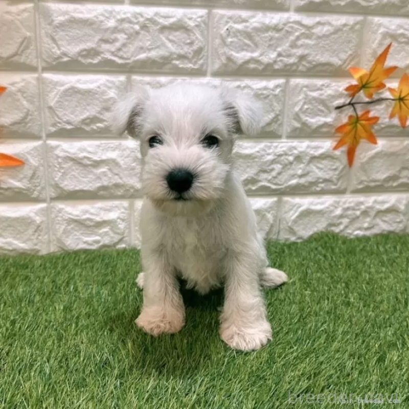 成約済の愛知県のミニチュアシュナウザー-419629の3枚目