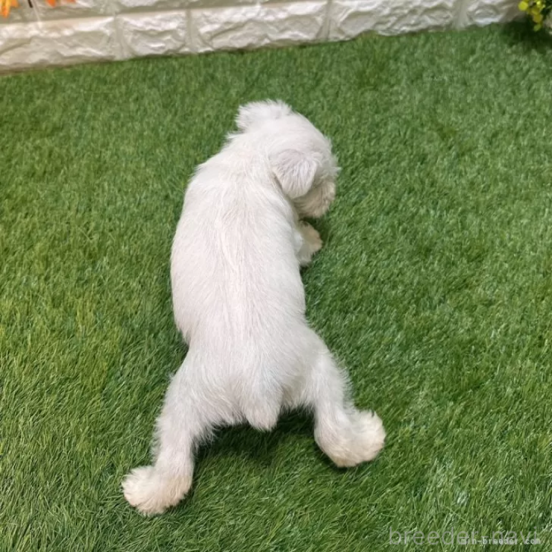 成約済の愛知県のミニチュアシュナウザー-419629の2枚目