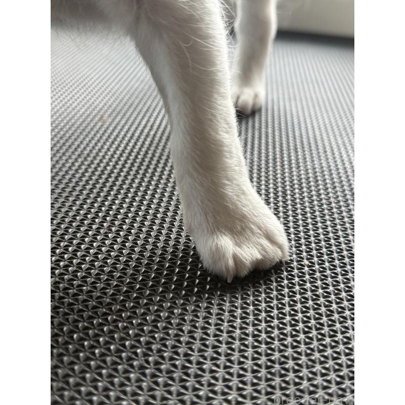 成約済の宮崎県のジャックラッセルテリア-419786の3枚目