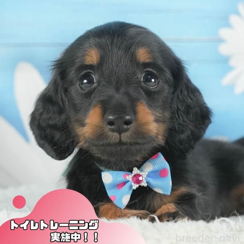 販売中の静岡県のミニチュアダックスフンド(ロングヘアード)-409690