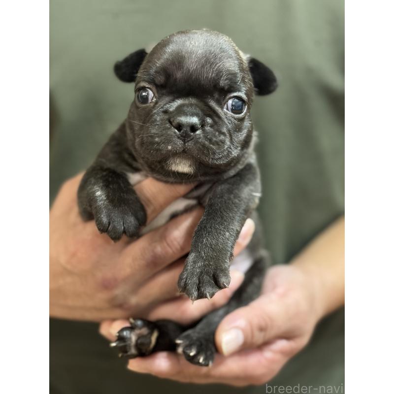 販売中の岩手県のフレンチブルドッグ-416011の7枚目