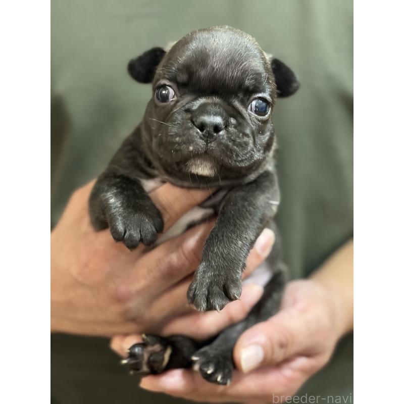 販売中の岩手県のフレンチブルドッグ-416011の6枚目