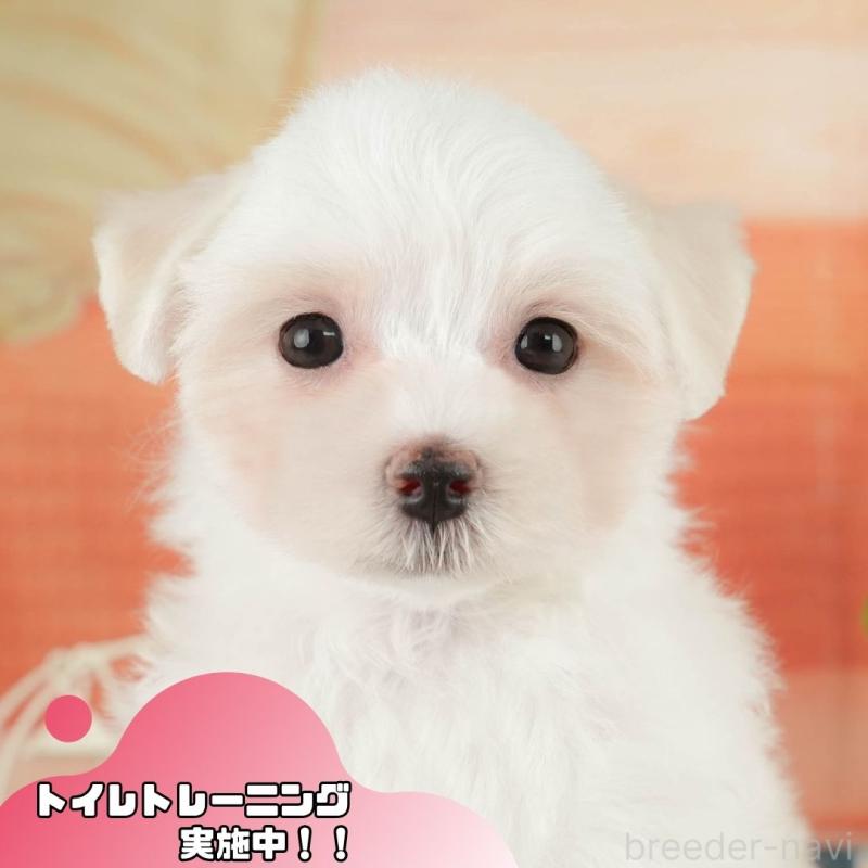 販売中の静岡県のマルチーズ-420470