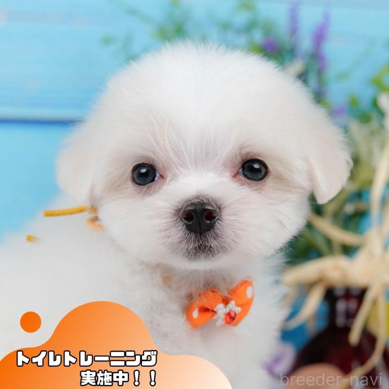 販売中の静岡県のマルチーズ-420417