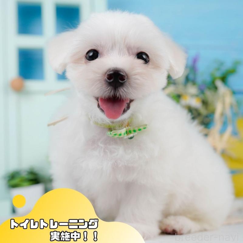 成約済の静岡県のマルチーズ-420418の1枚目