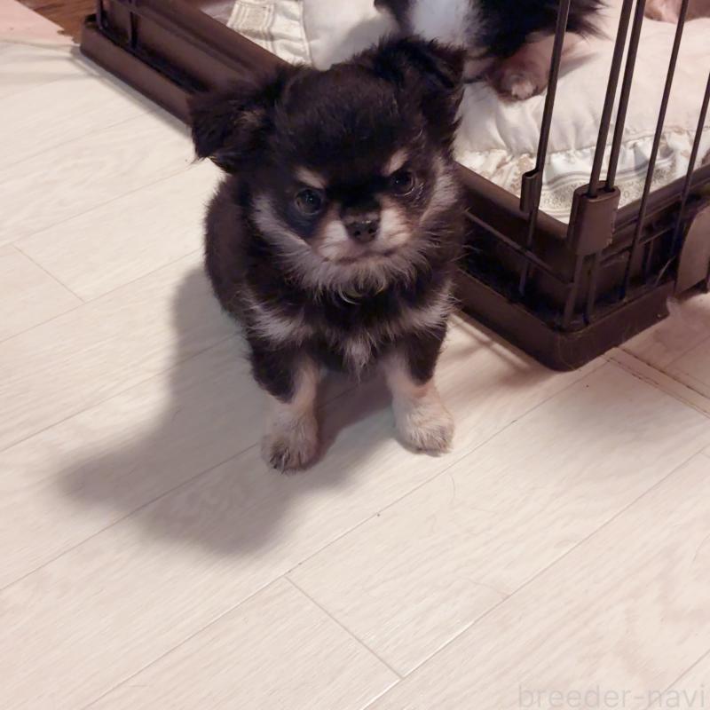 販売中の香川県のチワワ(ロングコート)-414547の5枚目