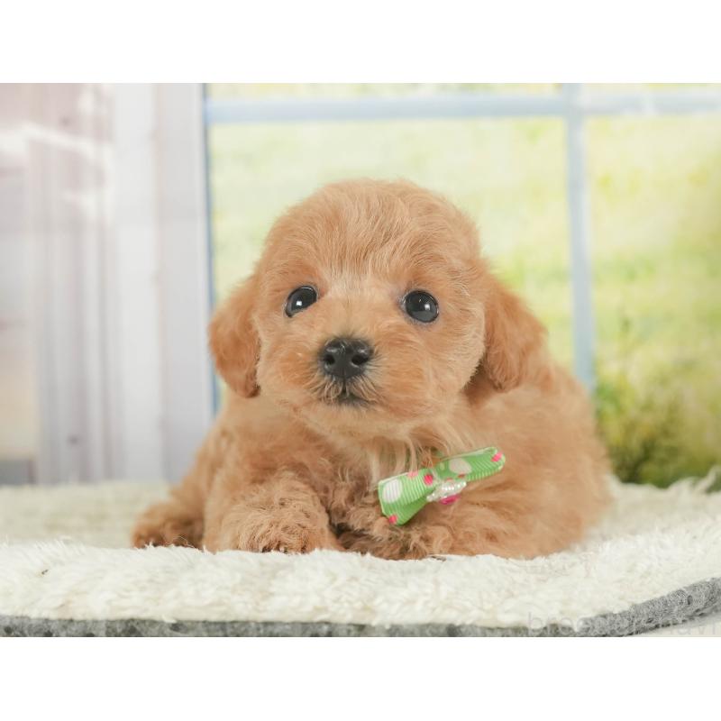 販売中の静岡県のトイプードル-407712の5枚目