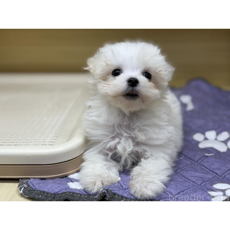 成約済の東京都のマルチーズ-419669の4枚目