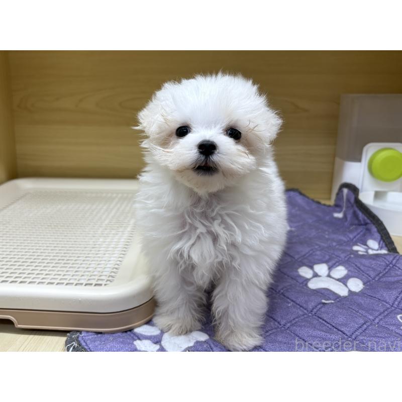 成約済の東京都のマルチーズ-419669の3枚目