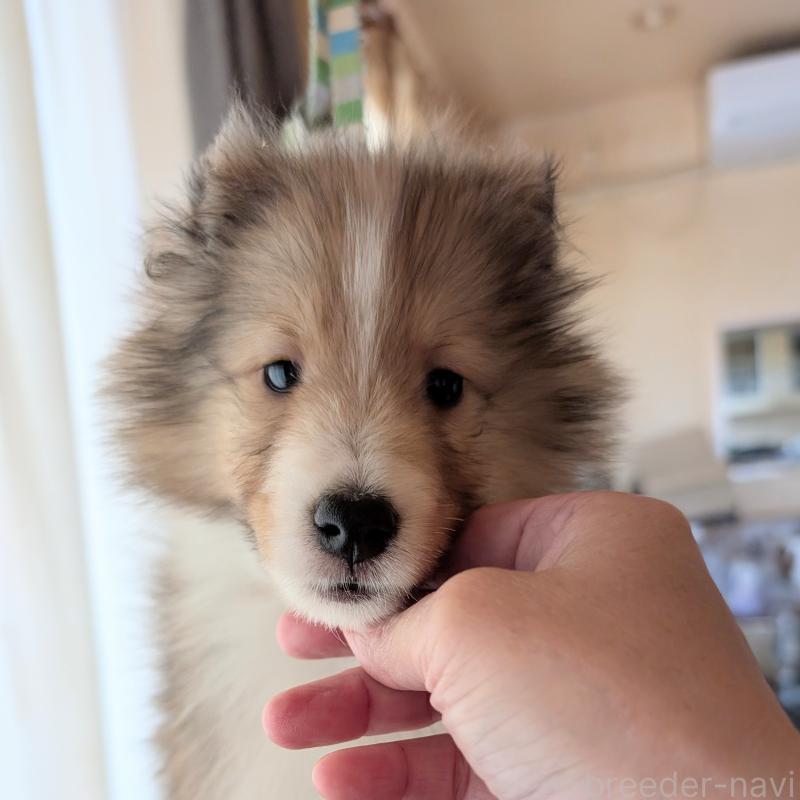 販売中の北海道のシェットランドシープドッグ(シェルティ)-420052