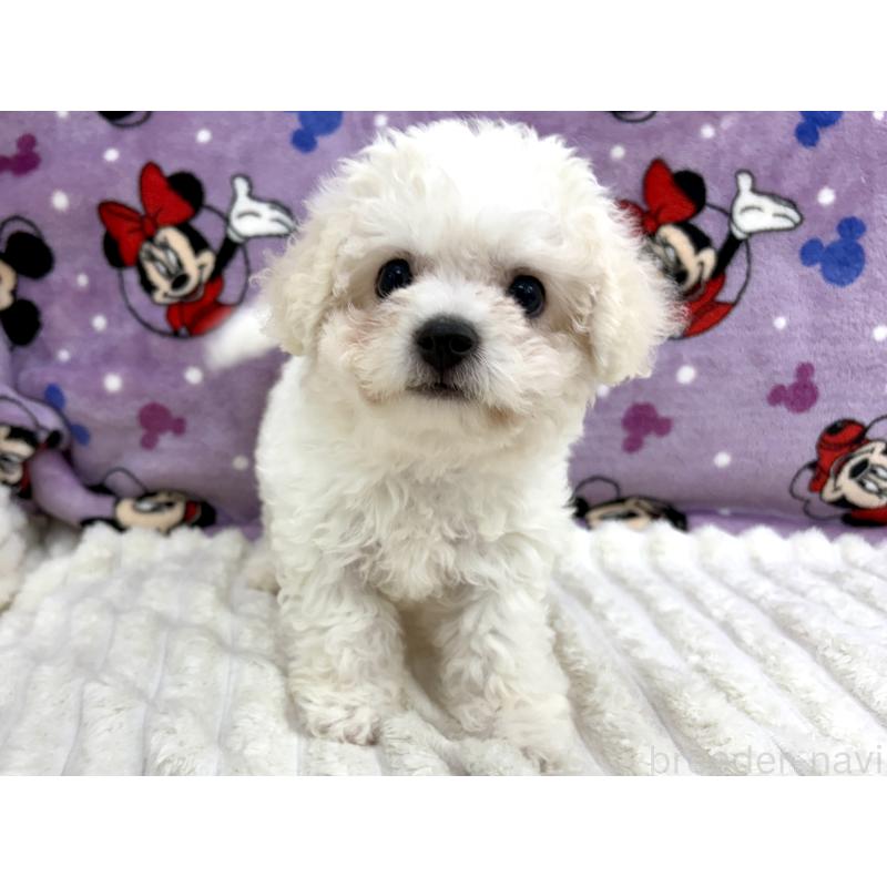 成約済の東京都のビションフリーゼ-420723の6枚目