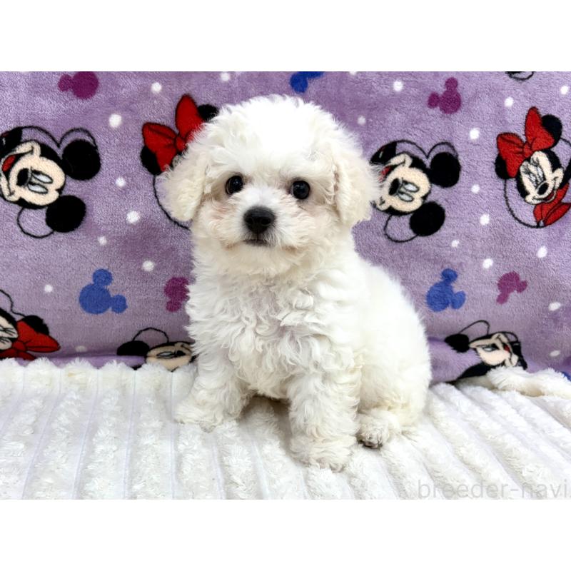 成約済の東京都のビションフリーゼ-420723の5枚目