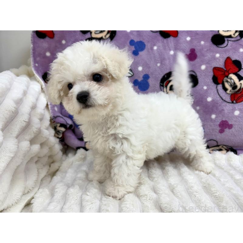 販売中の東京都のビションフリーゼ-420723