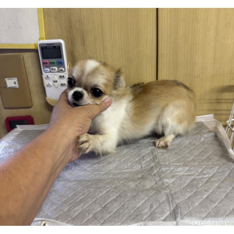 商談中の栃木県のチワワ(ロングコート)-415051の2枚目