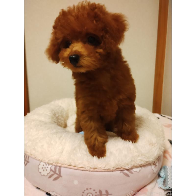 販売中の静岡県のタイニープードル-413149の5枚目