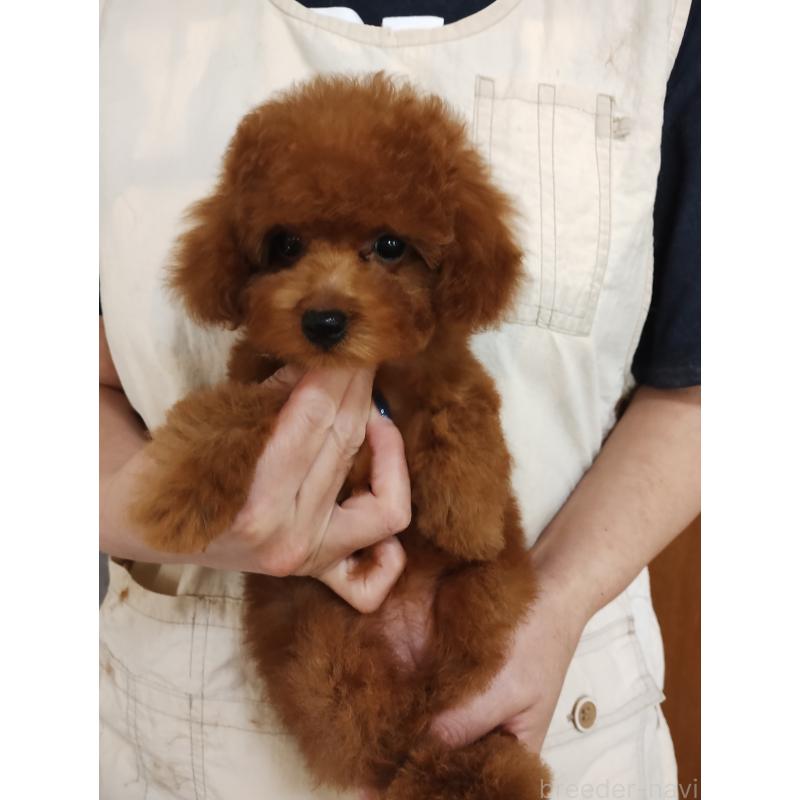 販売中の静岡県のタイニープードル-413149の4枚目