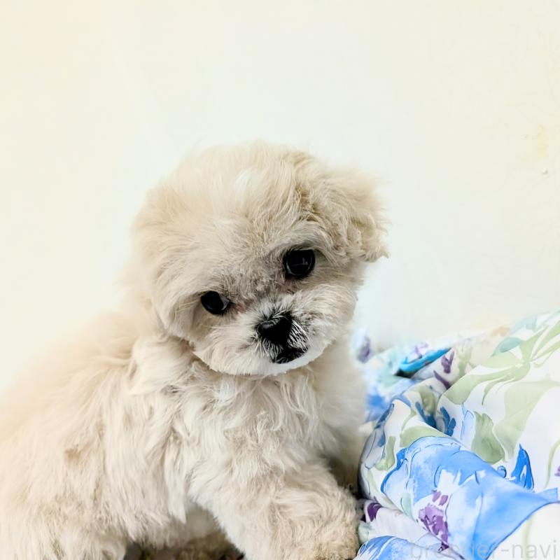 販売中の宮崎県のミックス犬-414529の7枚目