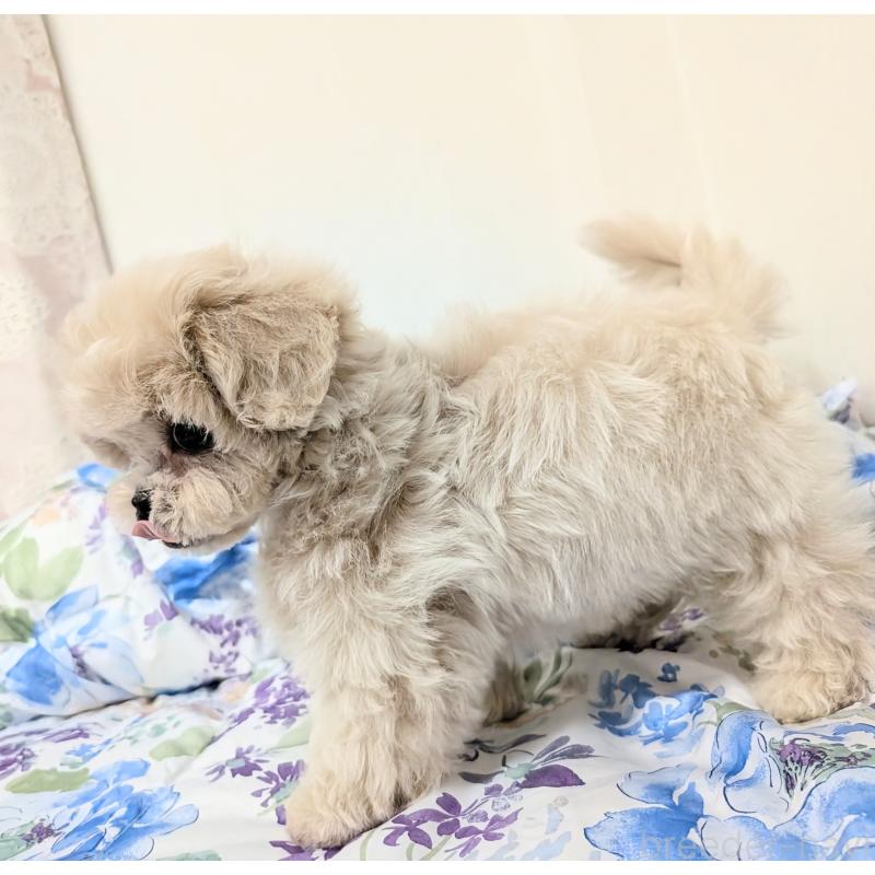 販売中の宮崎県のミックス犬-414529の6枚目