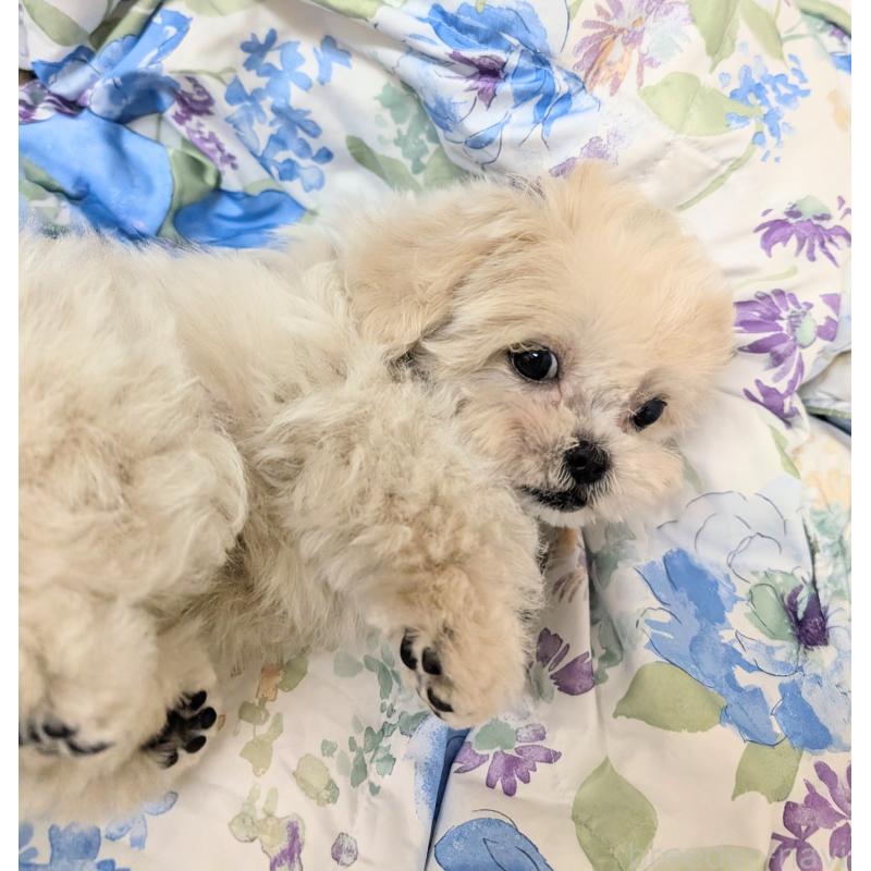 販売中の宮崎県のミックス犬-414529の5枚目