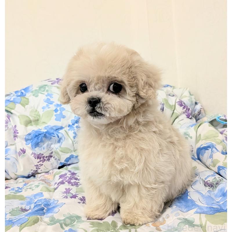 販売中の宮崎県のミックス犬-414529の4枚目