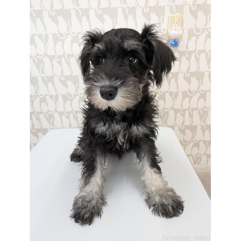 成約済の群馬県のミニチュアシュナウザー-407526の3枚目