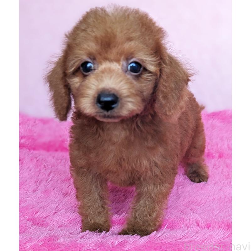 販売中の静岡県のミックス犬-420859の10枚目