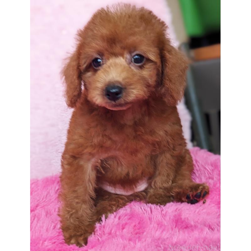 販売中の静岡県のミックス犬-420859の9枚目