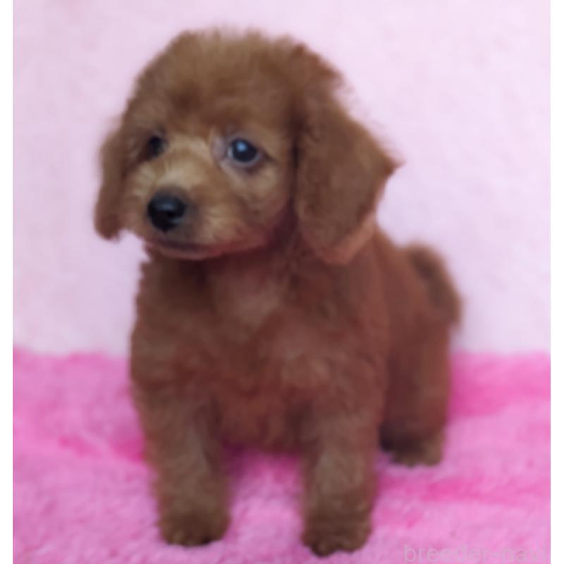 販売中の静岡県のミックス犬-420859の8枚目