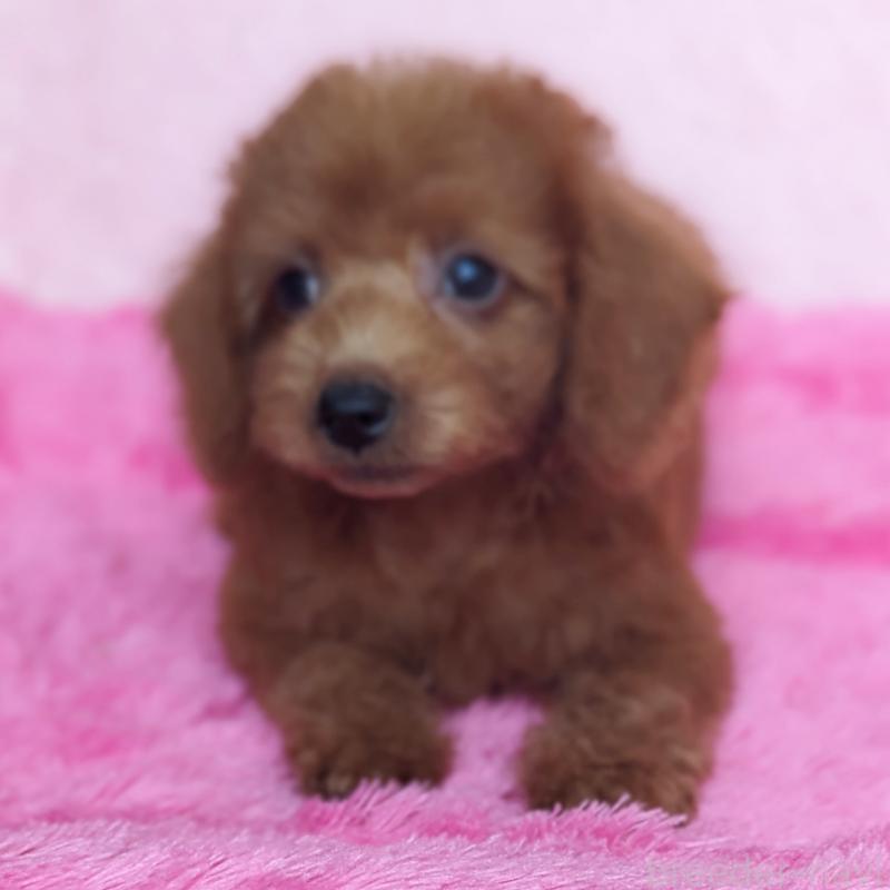 販売中の静岡県のミックス犬-420859の7枚目