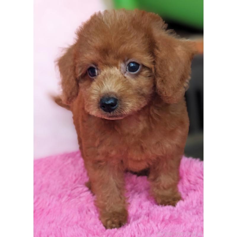 販売中の静岡県のミックス犬-420859の6枚目