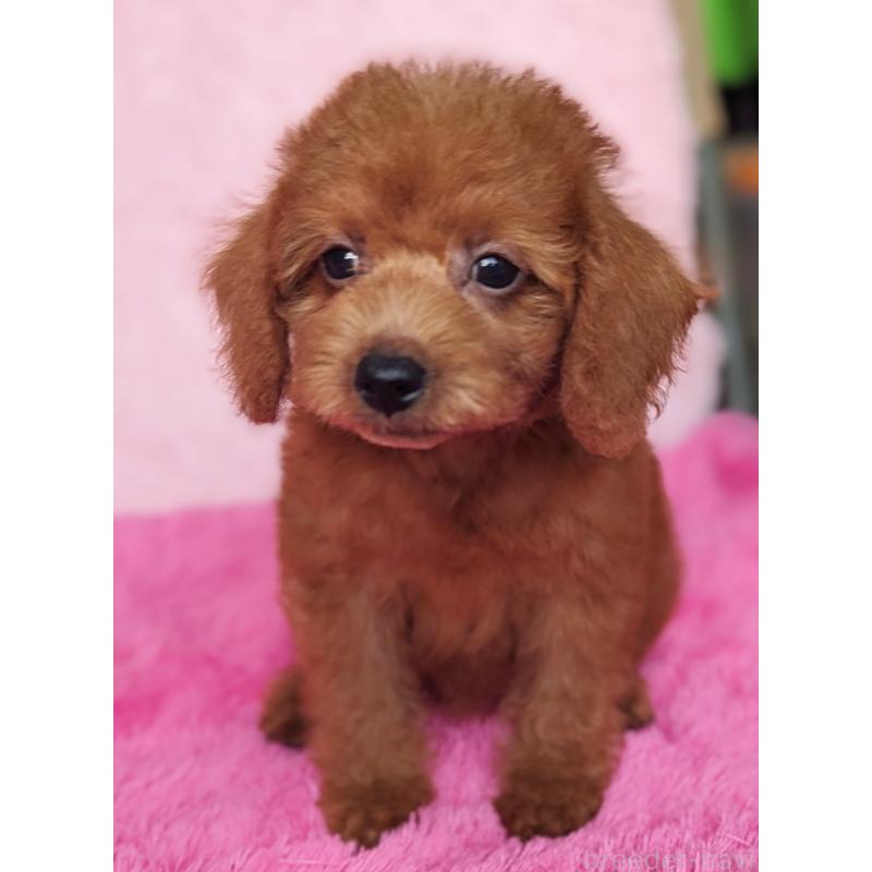 販売中の静岡県のミックス犬-420859の5枚目