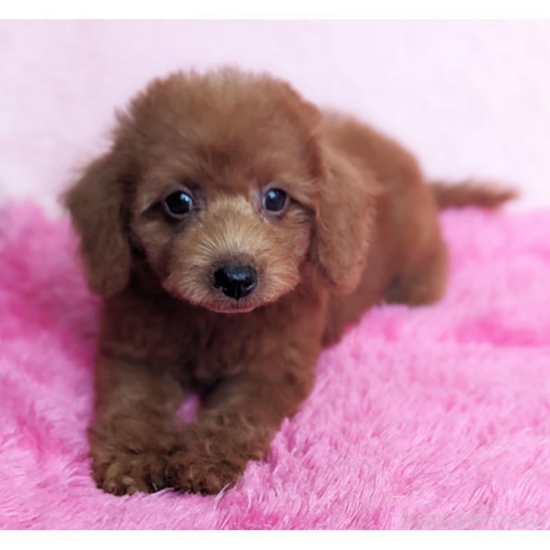 販売中の静岡県のミックス犬-420859の4枚目