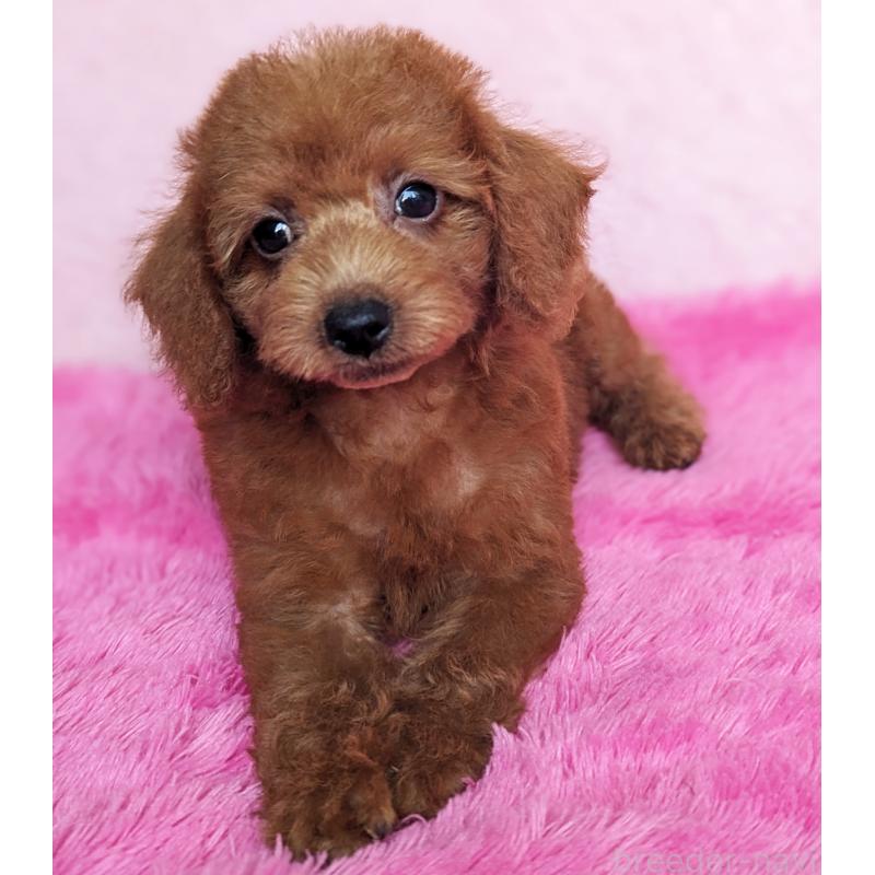 販売中の静岡県のミックス犬-420859の3枚目