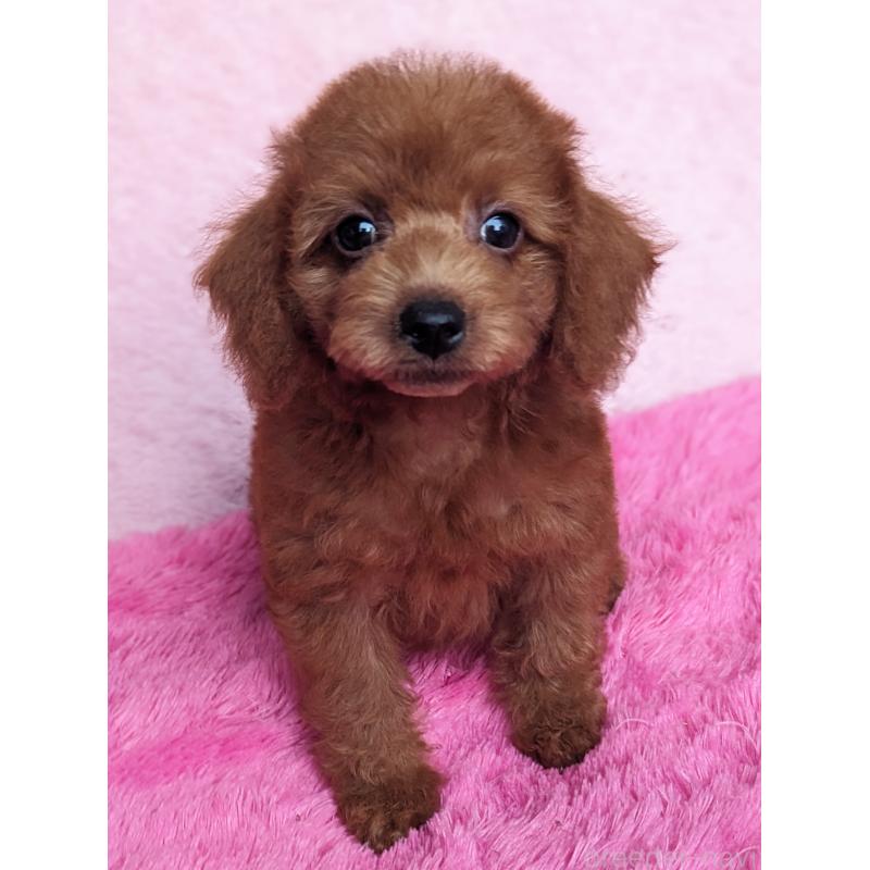 販売中の静岡県のミックス犬-420859の2枚目