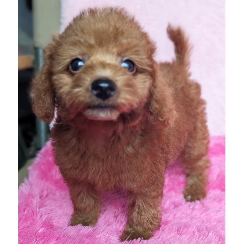 販売中の静岡県のミックス犬-420861の10枚目