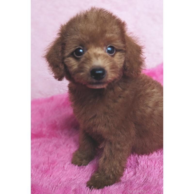 販売中の静岡県のミックス犬-420861の9枚目